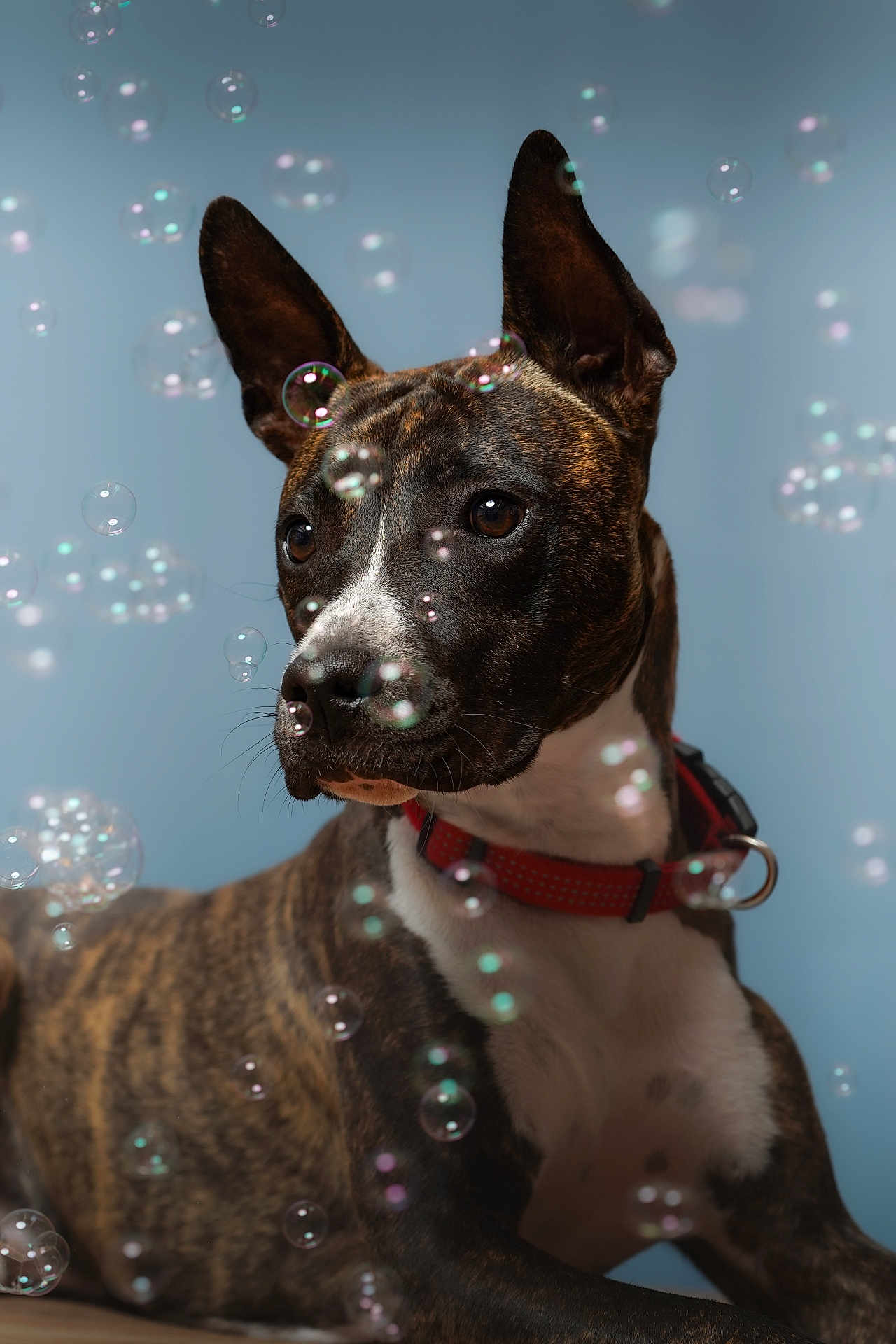 Yuko participe au concours pour gagner de l'argent avec cette photo : dog, brindle, red_collar, bubbles, portrait, animal, pet, ears, snout, brown, white_chest, close_up, studio, playful, cute, looking_away, indoor, young_dog, canine, background