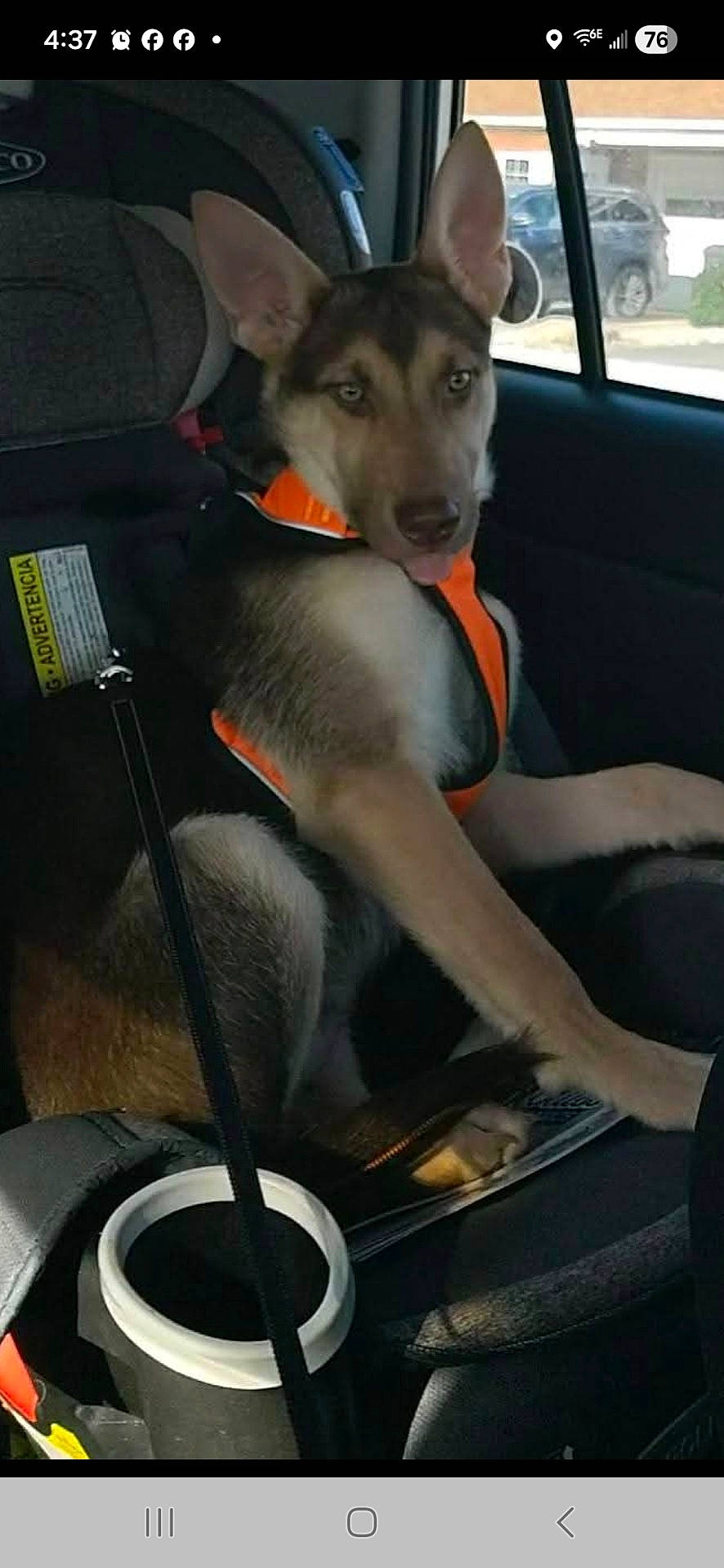 animal, black, canine, car, car_seat, companion, dog, dog_harness, domestic_animal, interior, leash, orange, pet, restraint, seat, seatbelt, side_window, travel, vehicle, window