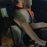 Dewey joined the competition — help win amazing prizes! dog, car, dog_harness, seat, car_seat, window, leash, pet, animal, interior, restraint, vehicle, side_window, seatbelt, companion, canine, travel, domestic_animal, orange, black