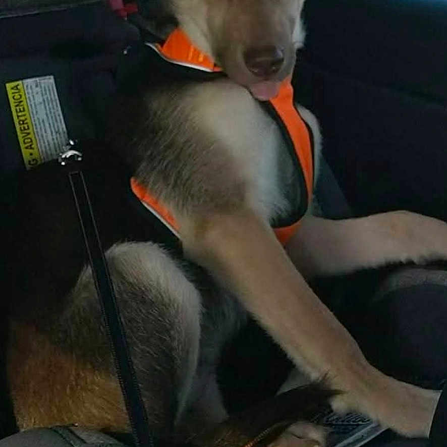 Dewey joined the competition — help win amazing prizes! dog, car, dog_harness, seat, car_seat, window, leash, pet, animal, interior, restraint, vehicle, side_window, seatbelt, companion, canine, travel, domestic_animal, orange, black