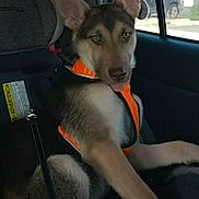 Dewey is registered to the contest to win money with this photo: alert, animal, canine, car_seat, companion, dog, dog_breed, domestic_animal, ears_up, leash, looking_back, orange_harness, pet, resting, seatbelt, sitting, tongue_out, transportation, vehicle_interior, window