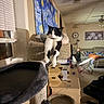 Mookie is registered to the contest to win money with this photo: black_and_white, blanket, cat, cat_tree, clock, couch, cozy, fan, furniture, home, indoor, lamp, living_room, person, pillow, relaxing, sleeping, wall_art, window, wooden_drawer