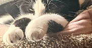 Mookie is registered to the contest to win money with this photo: animal, black_and_white, blanket, cat, closeup, comfort, cozy, cute, feline, fur, indoor, nap, paw, pet, relaxation, resting, sleepy, soft, texture, whiskers