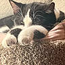 animal, black_and_white, blanket, cat, closeup, comfort, cozy, cute, feline, fur, indoor, nap, paw, pet, relaxation, resting, sleepy, soft, texture, whiskers