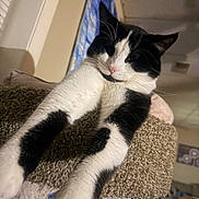 Mookie is registered to the contest to win money with this photo: animal, black_and_white, carpeted, cat, cat_tree, ceiling, close_up, cozy, cute, feline, fur, home, indoor, living_room, pet, pink_nose, relaxed, stretching, wall_hanging, whiskers
