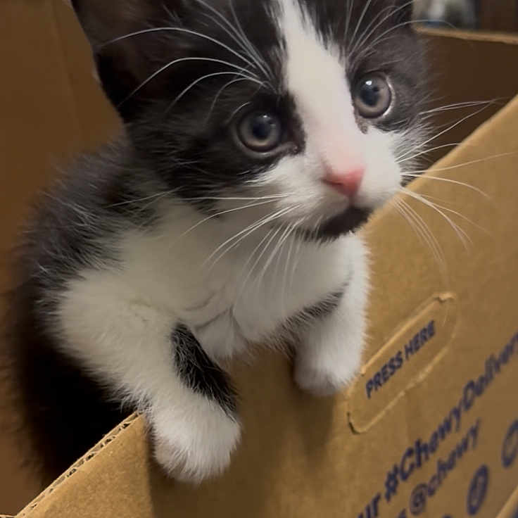 Mookie is registered to the contest to win money with this photo: animal, black_and_white, cardboard_box, cat, close_up, curious, cute, eyes, feline, fur, indoor, kitten, mammal, paws, pet, playful, portrait, small, whiskers, young