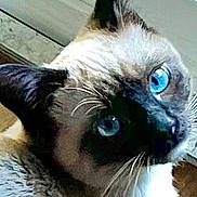 Skye joined the competition — help win amazing prizes! cat, siamese_cat, blue_eyes, fluffy, fur, whiskers, close_up, portrait, pet, animal, indoors, lying_down, face, head, muzzle, ears, dramatic_expression, phone_wallpaper, lock_screen, photography