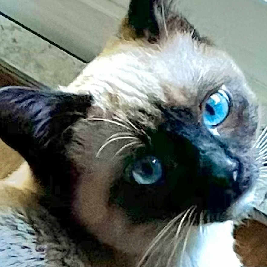 Skye joined the competition — help win amazing prizes! cat, siamese_cat, blue_eyes, fluffy, fur, whiskers, close_up, portrait, pet, animal, indoors, lying_down, face, head, muzzle, ears, dramatic_expression, phone_wallpaper, lock_screen, photography