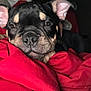 Tank joined the competition — help win amazing prizes! puppy, dog, black_and_tan, blanket, red_blanket, close_up, sleepy, cute, pet, animal, indoors, resting, fur, snout, ears, relaxed, cozy, portrait, young_dog, canine