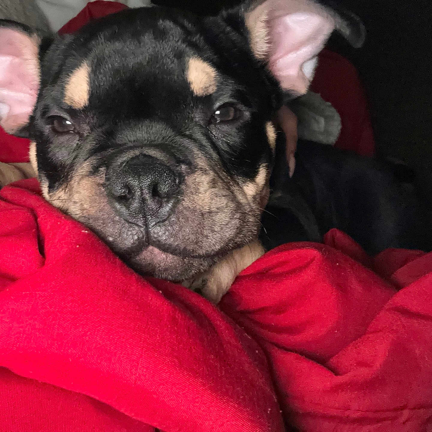 Tank joined the competition — help win amazing prizes! animal, black_and_tan, blanket, canine, close_up, cozy, cute, dog, ears, fur, indoors, pet, portrait, puppy, red_blanket, relaxed, resting, sleepy, snout, young_dog