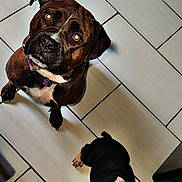 Tank joined the competition — help win amazing prizes! dog, puppy, brown_dog, black_dog, floor, tile_floor, pet, animal, looking_up, ears, collar, indoor, cute, young_dog, canine, domestic_animal, two_dogs, waiting, attention, curious