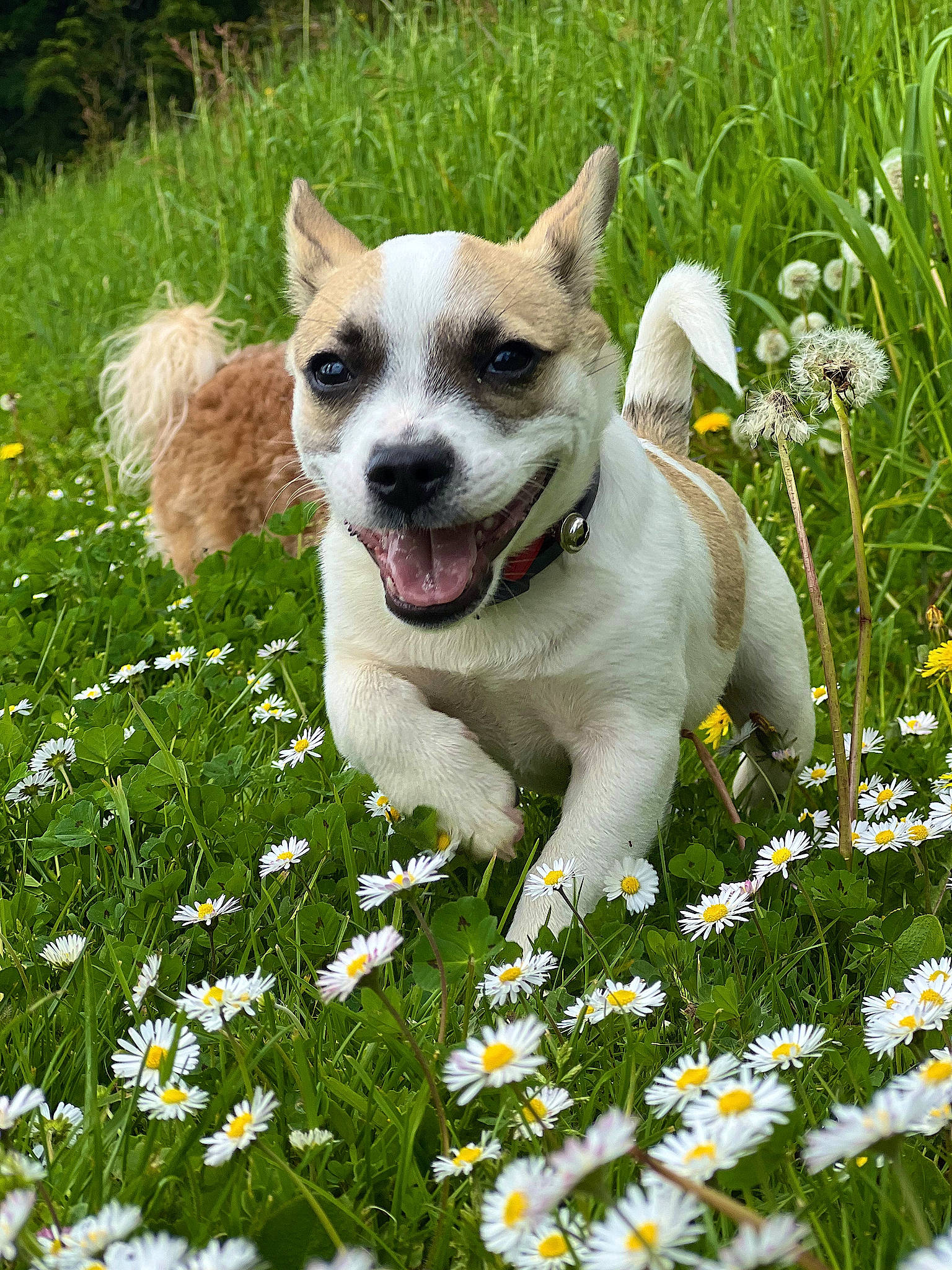 Snoopy participe au concours pour gagner de l'argent avec cette photo : annual_plant, camomile, carnivore, companion_dog, dog, dog_breed, flower, flowering_plant, grass, grassland, green, groundcover, herb, lawn, meadow, people_in_nature, petal, plant, spring, wildflower