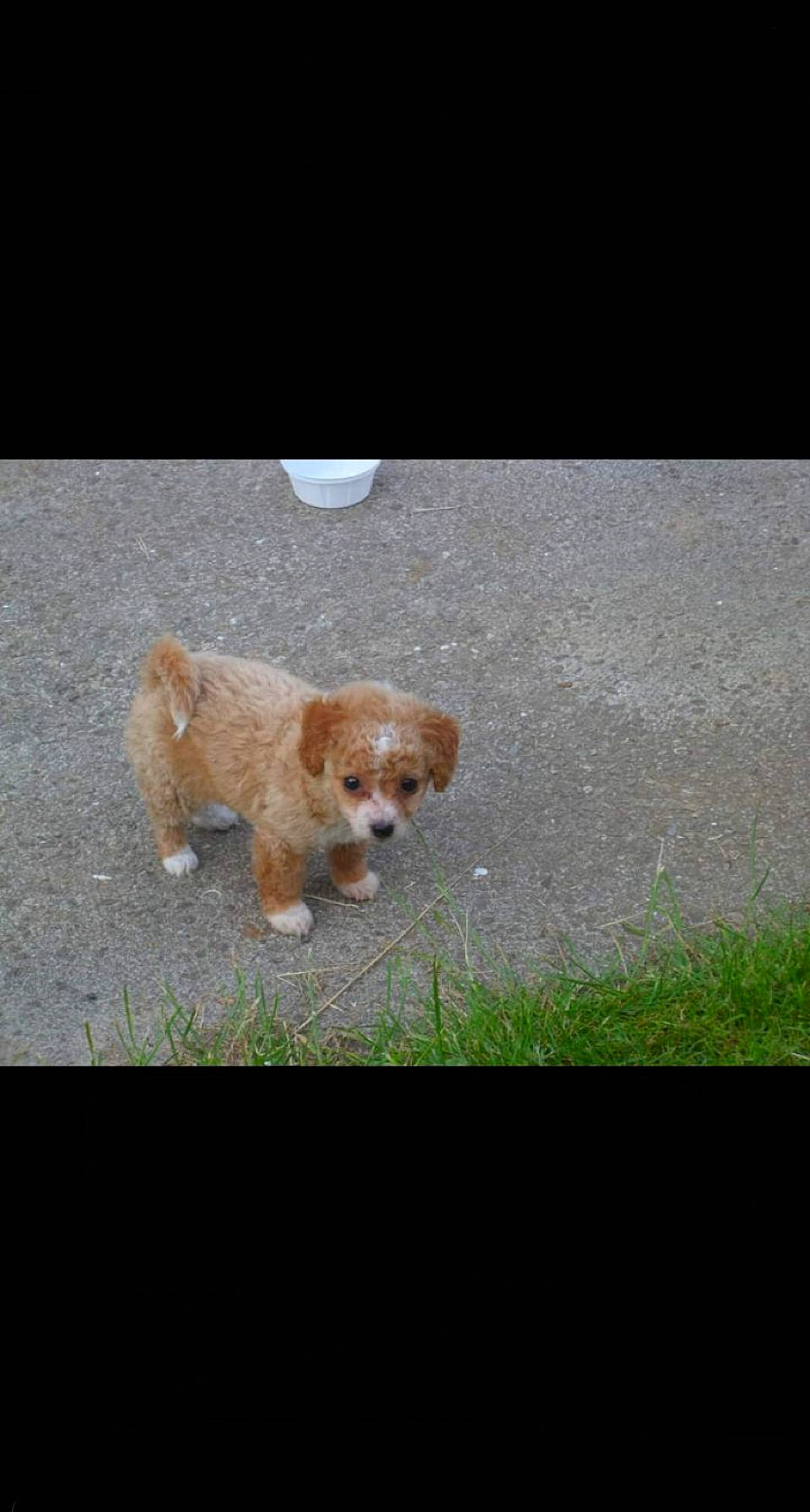 Sally participe au concours pour gagner de l'argent avec cette photo : carnivore, companion_dog, dog, dog_breed, grass, gun_dog, non_sporting_group, plant, rectangle, road_surface, tail