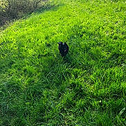 Linkoo participe au concours pour gagner de l'argent avec cette photo : biome, ecoregion, ecosystem, field, fodder, grass, grass_family, grassland, landscape, lawn, meadow, nature_reserve, pasture, plant, plant_community, prairie, shrubland, tree, vegetation, wildlife
