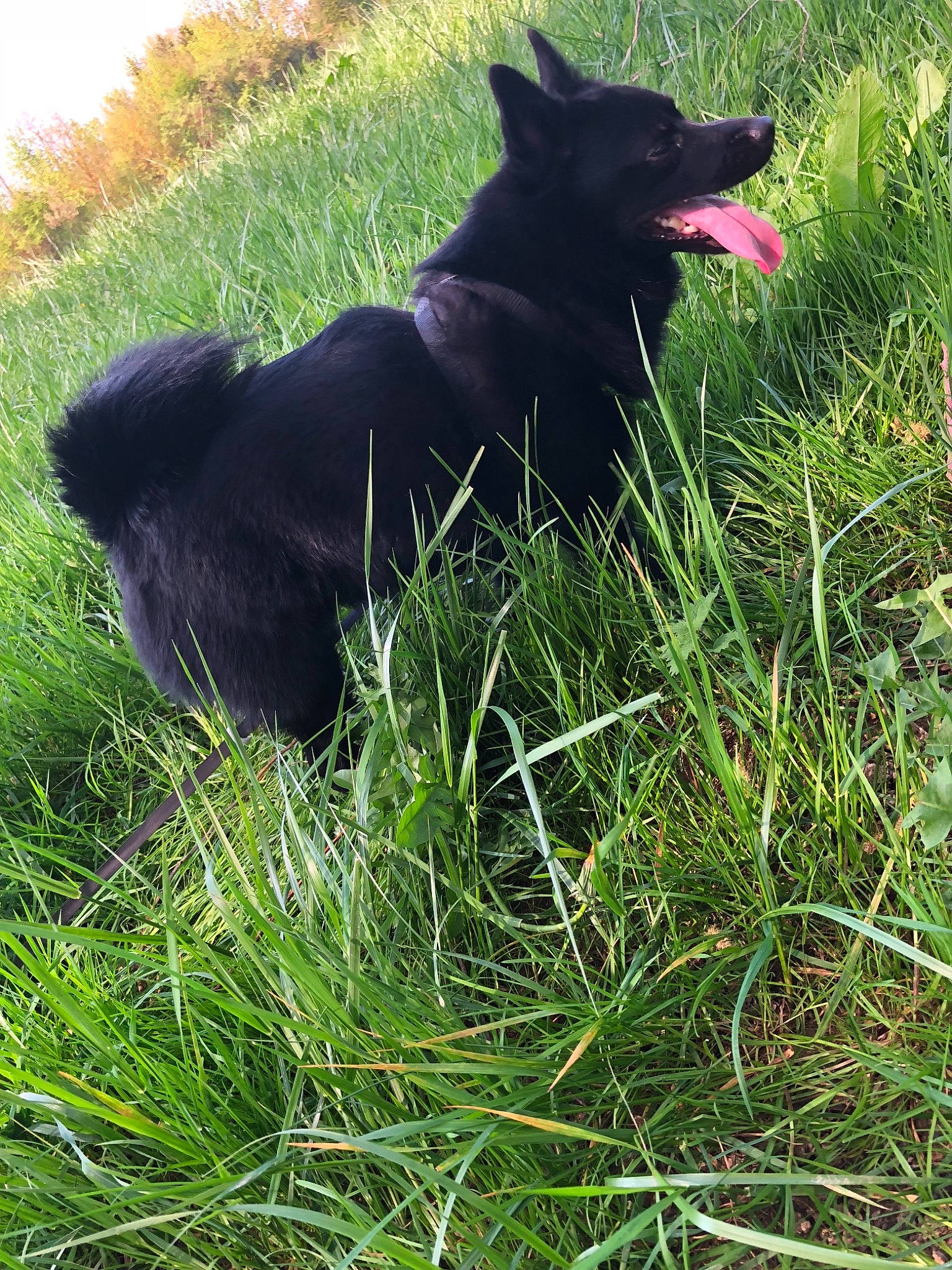 Linkoo a rejoint le concours — aidez-le/la à gagner de superbes lots ! carnivoran, dog, dog_breed, dog_breed_group, dog_like_mammal, grass, grass_family, lawn, plant, schipperke, tail