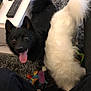 Linkoo a rejoint le concours — aidez-le/la à gagner de superbes lots ! dog, dog_breed, dog_breed_group, dog_like_mammal, eurasier, fur, german_spitz, german_spitz_klein, german_spitz_mittel, icelandic_sheepdog, karelian_bear_dog, pomeranian, schipperke, snout, whiskers
