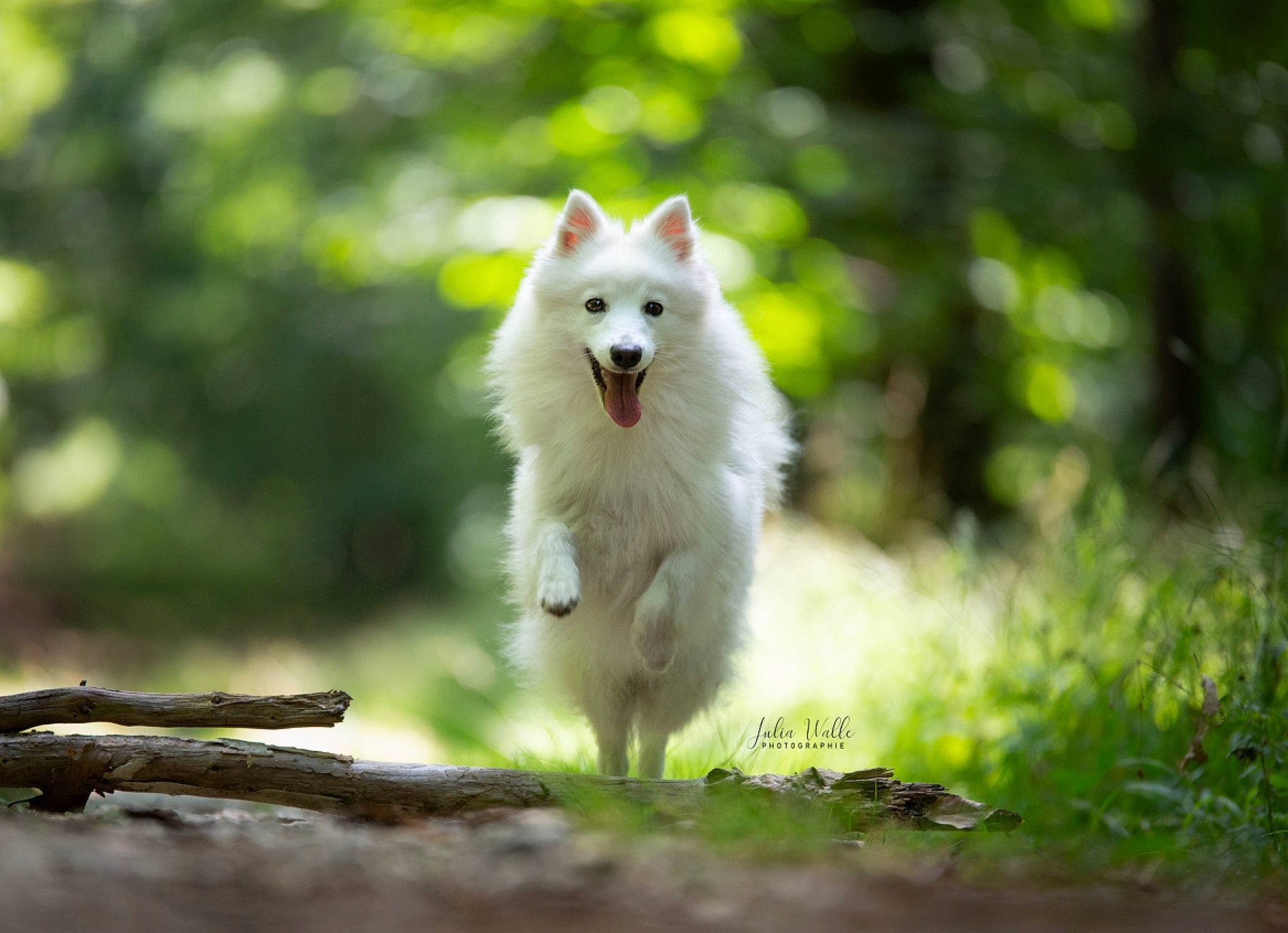 Prada participe au concours pour gagner de l'argent avec cette photo : american_eskimo_dog, arctic_fox, berger_blanc_suisse, canadian_eskimo_dog, canidae, canis, canis_lupus_tundrarum, carnivore, dog, dog_breed, german_spitz, german_spitz_mittel, japanese_spitz, mammal, non_sporting_group, samoyed, spitz, vertebrate, volpino_italiano, white_shepherd