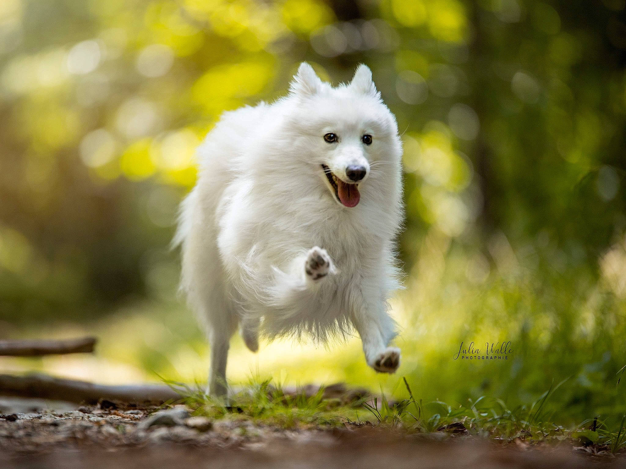 Prada participe au concours pour gagner de l'argent avec cette photo : american_eskimo_dog, berger_blanc_suisse, canidae, carnivore, companion_dog, dog, dog_breed, german_spitz, german_spitz_klein, german_spitz_mittel, japanese_spitz, kintamani, mammal, non_sporting_group, rare_breed_dog, samoyed, spitz, vertebrate, volpino_italiano, white_shepherd