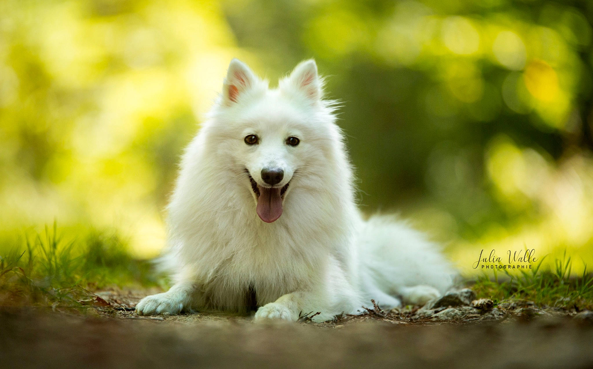 Prada participe au concours pour gagner de l'argent avec cette photo : american_eskimo_dog, berger_blanc_suisse, canadian_eskimo_dog, canidae, carnivore, companion_dog, dog, dog_breed, german_spitz, german_spitz_klein, german_spitz_mittel, indian_spitz, japanese_spitz, mammal, pomeranian, rare_breed_dog, samoyed, spitz, vertebrate, volpino_italiano