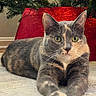 cat, pet, animal, feline, green_eyes, fur, carpet, indoor, christmas_tree, christmas_tree_skirt, holiday, decor, relaxed, lying_down, portrait, cute, whiskers, ears, paws, home