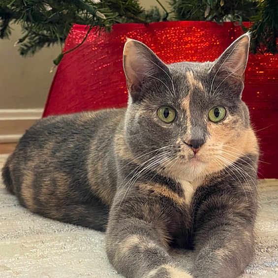 Cookie joined the competition — help win amazing prizes! cat, pet, animal, feline, green_eyes, fur, carpet, indoor, christmas_tree, christmas_tree_skirt, holiday, decor, relaxed, lying_down, portrait, cute, whiskers, ears, paws, home