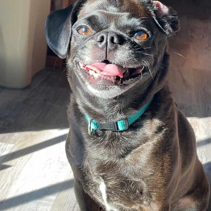 Axer is registered to the contest to win money with this photo: animal, bodypart, boxer, bulldog, canine, dog, door, frenchbulldog, hound, labradorretriever, mouth, person, pet, pitbull, pug, puppy, snout, teeth, tongue, wood