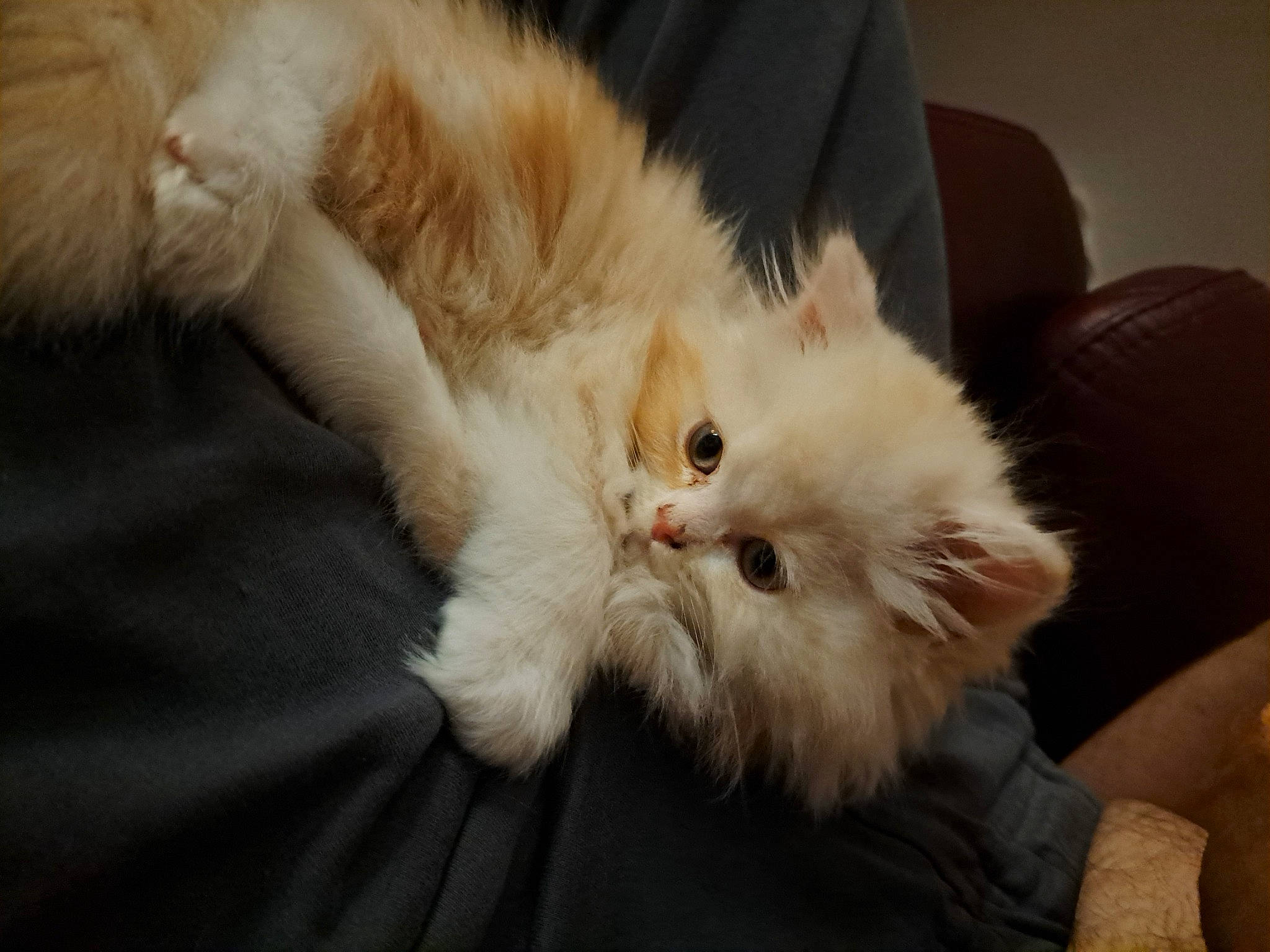 Tokyo a rejoint le concours — aidez-le/la à gagner de superbes lots ! carnivore, cat, claw, comfort, couch, eye, fawn, felidae, fur, gesture, nap, paw, plant, small_to_medium_sized_cats, snout, tail, whiskers