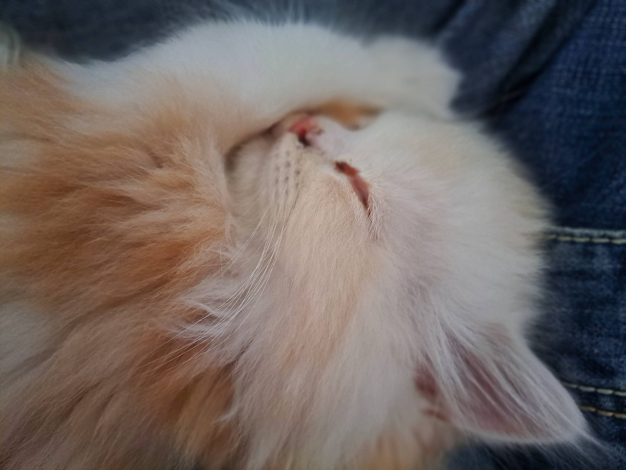 Tokyo a rejoint le concours — aidez-le/la à gagner de superbes lots ! carnivore, cat, fawn, felidae, fur, paw, small_to_medium_sized_cats, snout, tail, whiskers