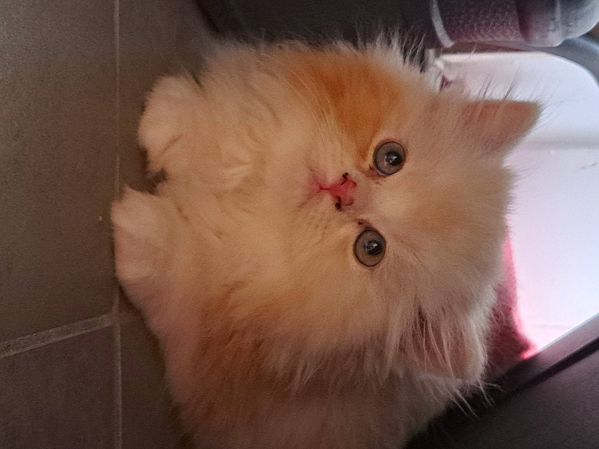 Tokyo a rejoint le concours — aidez-le/la à gagner de superbes lots ! british_longhair, carnivore, cat, claw, eye, fawn, felidae, fur, hardwood, paw, persian, small_to_medium_sized_cats, snout, whiskers