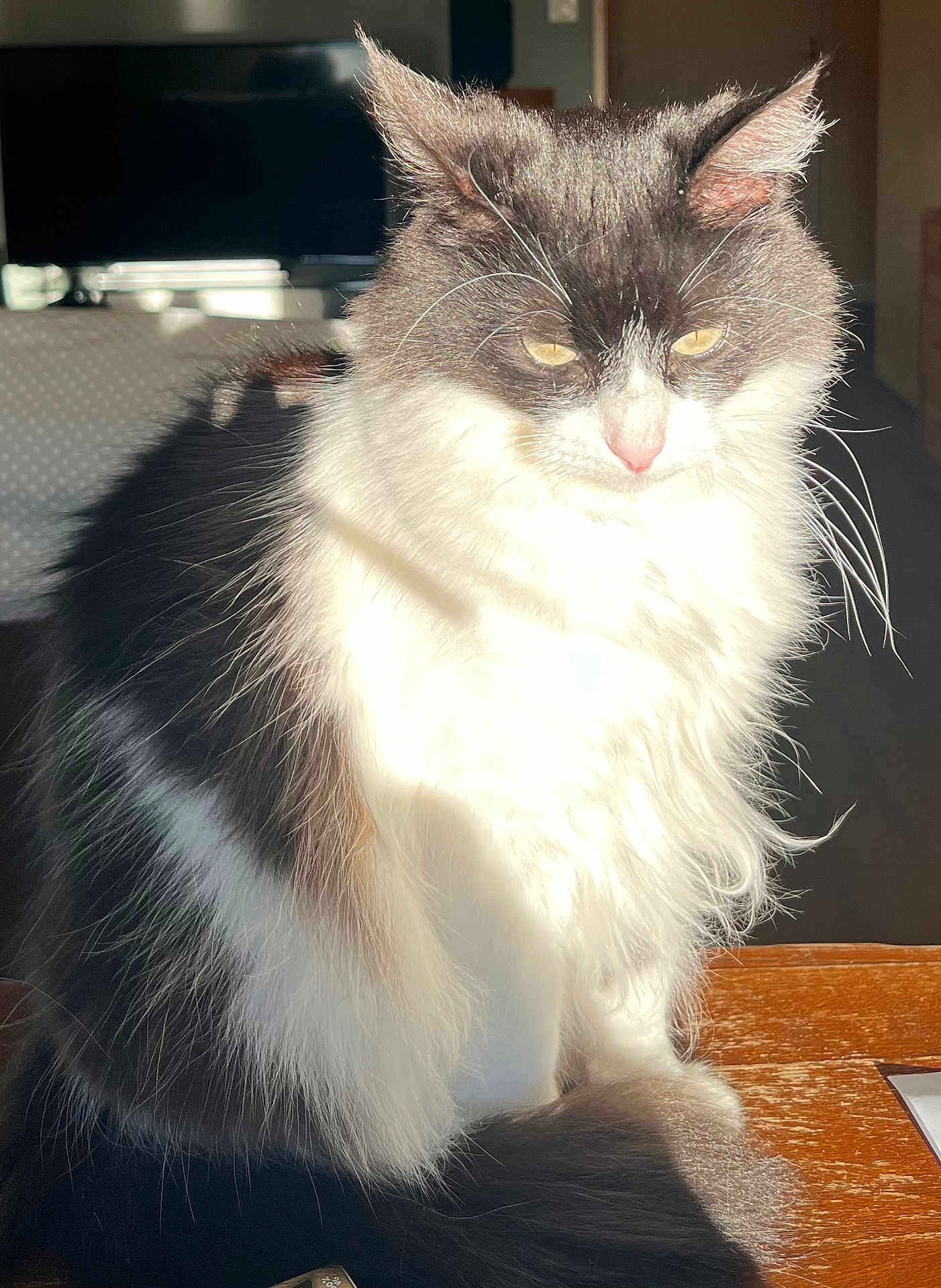 Leia participe au concours pour gagner de l'argent avec cette photo : cat, black_and_white, fluffy, sitting, sunlight, indoor, wooden_surface, pet, whiskers, ears, tail, fur, portrait, feline, domestic_animal, close_up, furry, animal, house_pet, relaxed