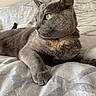 Luna is registered to the contest to win money with this photo: cat, gray_cat, green_eyes, pet, animal, feline, domestic_cat, bedspread, indoor, resting, lying_down, whiskers, ears, fur, cute, relaxed, closeup, side_view, soft_light, cozy