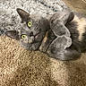 cat, gray_cat, yellow_eyes, carpet, floor, indoor, pet, feline, close_up, relaxed, curled_paws, cute, animal, whiskers, ears, fur, home, cozy, resting, portrait