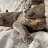 Luna joined the competition — help win amazing prizes! cat, grey_cat, green_eyes, pet, feline, animal, domestic_cat, whiskers, fur, bed, blanket, resting, relaxed, indoor, close_up, portrait, cute, paw, sleepy, cozy