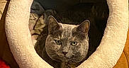 Luna is registered to the contest to win money with this photo: cat, pet_bed, cozy, indoor, feline, green_eyes, fur, resting, comfort, plush, animal, cute, warm, soft, relaxing, closeup, home, sleeping_area, mammal, nest
