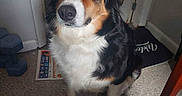 Sadie Cakes is registered to the contest to win money with this photo: dog, indoor, carpet, tricolor, pet, animal, dumbbell, mat, doorway, fur, sitting, looking, eyes, waiting, household, companion, cute, domestic, portrait, canine