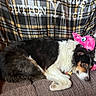 Sadie Cakes is registered to the contest to win money with this photo: dog, sleeping, couch, plush_toy, blanket, brown, black, white, fur, resting, indoor, cozy, pet, animal, relaxing, texture, pattern, plaid, pink, toy