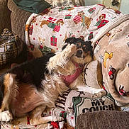 Sadie Cakes joined the competition — help win amazing prizes! dog, couch, blanket, pillow, living_room, pet, canine, furniture, indoor, cozy, relaxed, holiday, decor, paw, fur, face, resting, domestic_animal, blanket_pattern, text_overlay