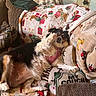 dog, couch, blanket, pillow, living_room, pet, canine, furniture, indoor, cozy, relaxed, holiday, decor, paw, fur, face, resting, domestic_animal, blanket_pattern, text_overlay