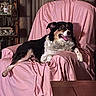 Sadie Cakes is registered to the contest to win money with this photo: dog, armchair, pink_cover, indoor, wooden_table, shelf, framed_photos, plant, curtains, carpet, relaxed, happy, pet, furniture, cozy, home, portrait, laying, living_room, domestic
