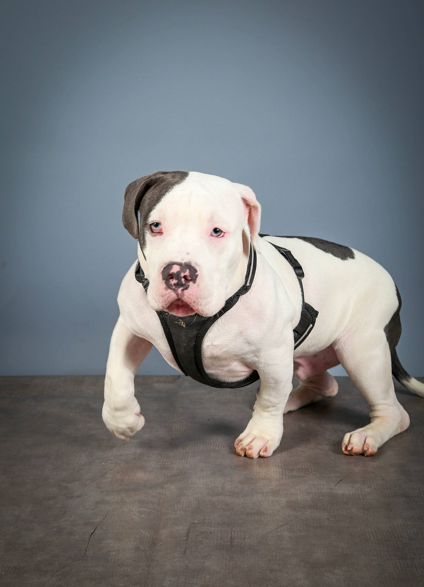 Sumo a rejoint le concours — aidez-le/la à gagner de superbes lots ! bull_terrier, canidae, carnivore, collar, companion_dog, dog, dog_breed, dog_collar, dog_supply, dogo_guatemalteco, fawn, flash_photography, flooring, grass, pet_supply, snout, tail, toy, toy_dog, working_animal