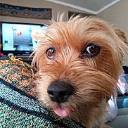 Mitzie joined the competition — help win amazing prizes! animal, blanket, brown, close_up, cozy, curious, cute, dog, eyes, fur, furniture, home, indoor, living_room, nose, pet, portrait, scruffy, television, tongue