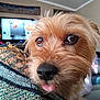animal, blanket, brown, close_up, cozy, curious, cute, dog, eyes, fur, furniture, home, indoor, living_room, nose, pet, portrait, scruffy, television, tongue