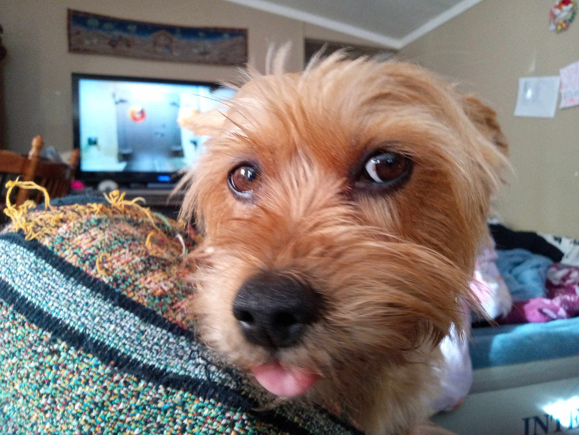 Mitzie