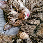 Calida is registered to the contest to win money with this photo: cat, tabby, close_up, fur, whiskers, relaxed, cozy, pet, animal, cute, sleepy, paw, tongue_out, striped, domestic_cat, feline, indoors, soft, resting, cute_pet