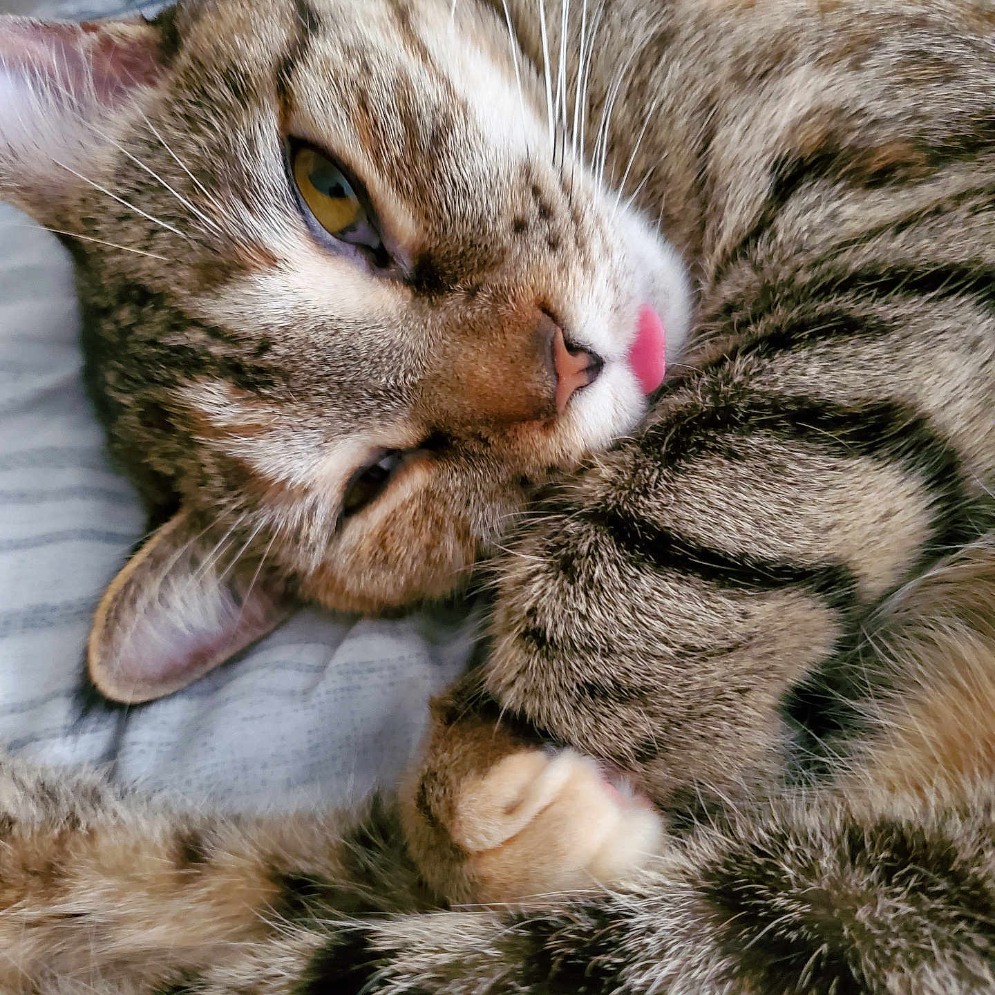 Calida is registered to the contest to win money with this photo: animal, cat, close_up, cozy, cute, cute_pet, domestic_cat, feline, fur, indoors, paw, pet, relaxed, resting, sleepy, soft, striped, tabby, tongue_out, whiskers