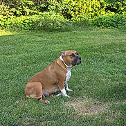 Peaches is registered to the contest to win money with this photo: animal, brown_dog, bushes, calm, canine, daytime, dog, grass, greenery, lawn, mammal, nature, outdoor, park, pet, relaxing, sitting, sunlight, trees, white_paws