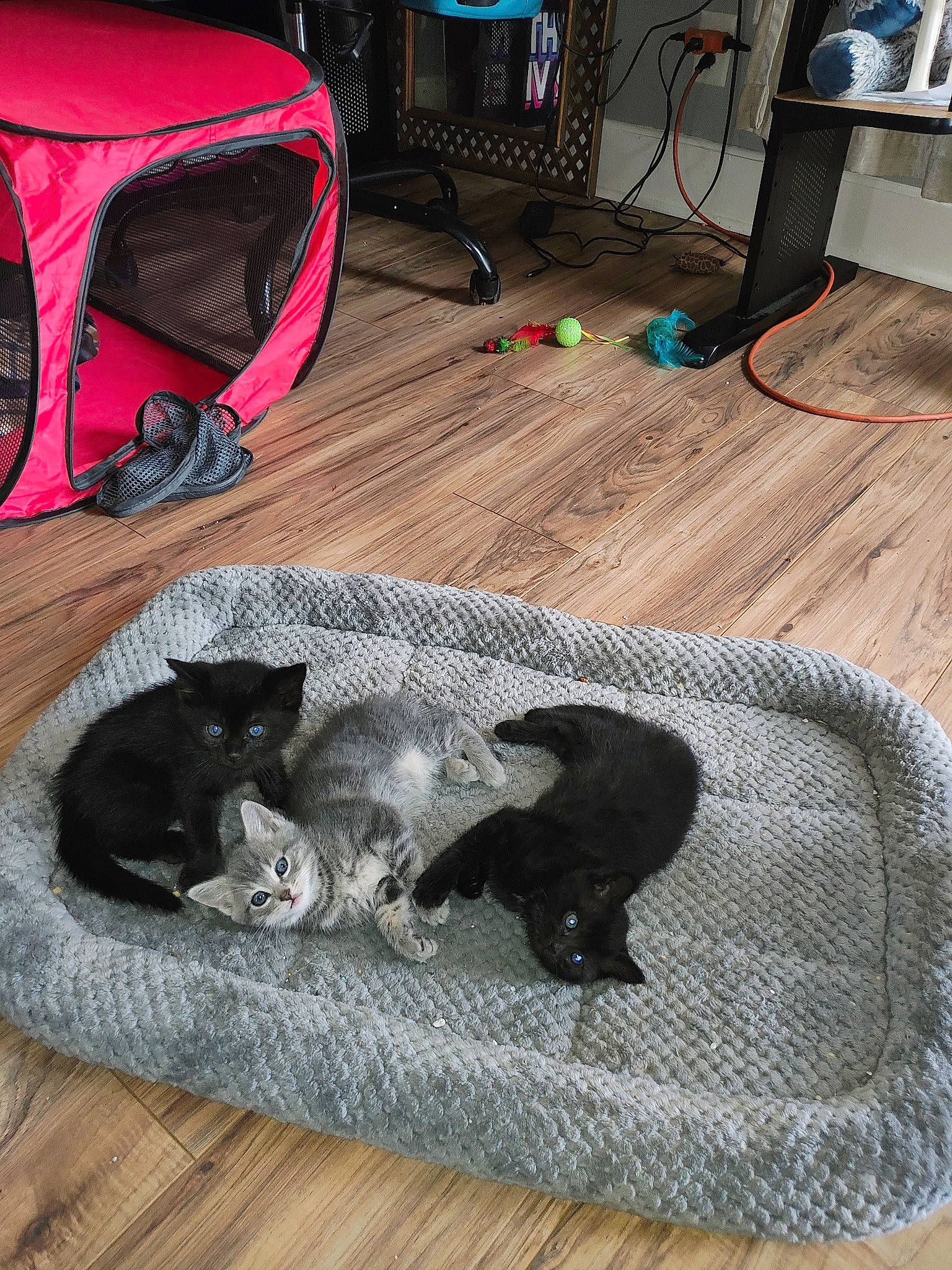 Kittens