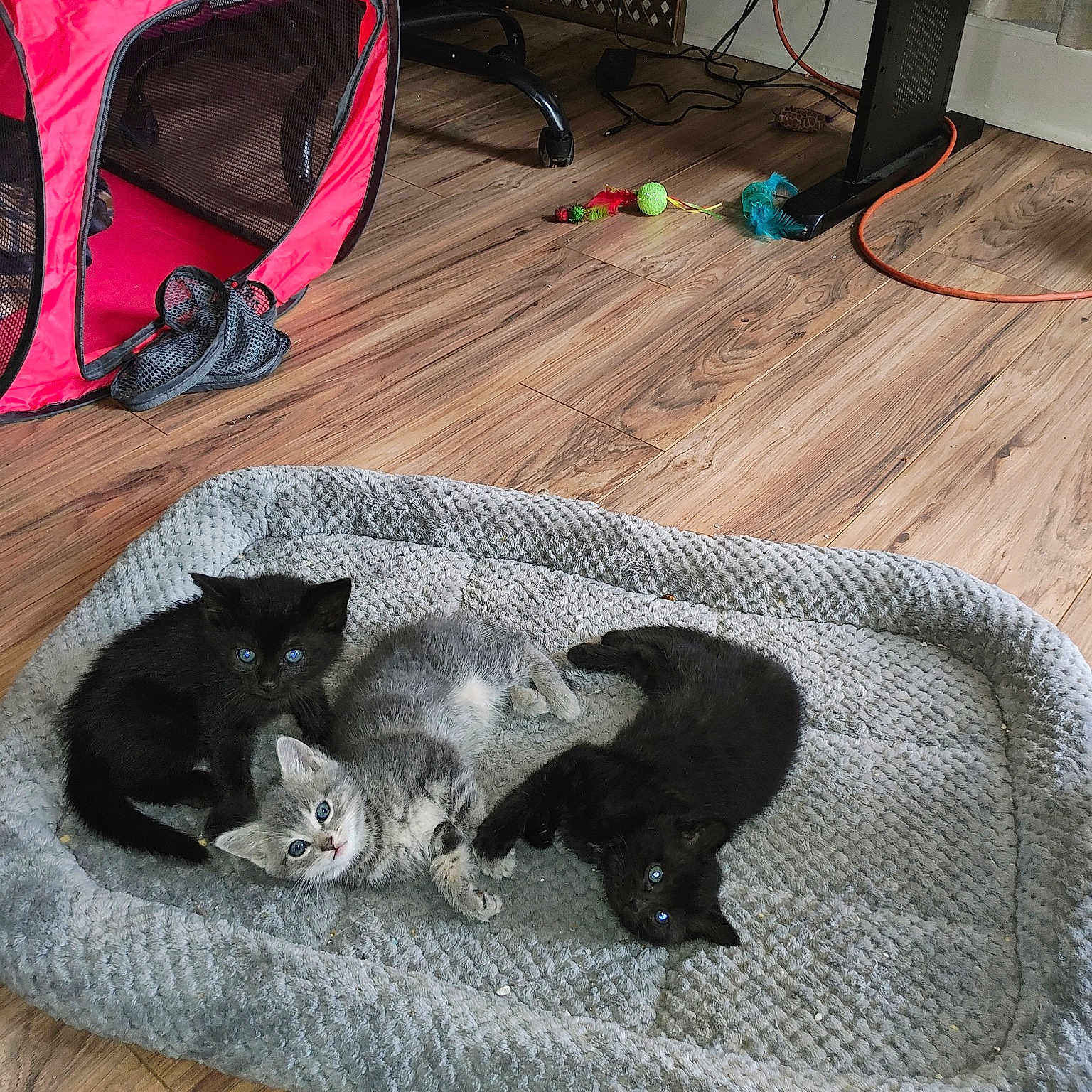 Kittens