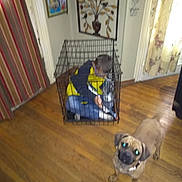 Raider is registered to the contest to win money with this photo: carnivoran, chair, day, dog, dog_like_mammal, floor, flooring, furniture, hardwood, home, house, laminate_flooring, living_room, play, product, room, square, tile, wood, wood_flooring