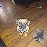 Raider joined the competition — help win amazing prizes! carnivoran, dog, dog_breed, dog_breed_group, dog_like_mammal, fawn, floor, flooring, hardwood, mammal, pug, puggle, puppy, snout